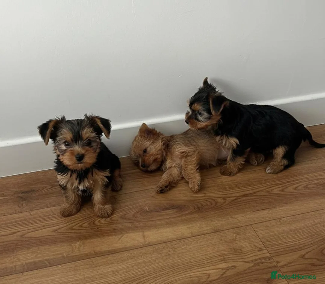 Yorkshire Terrier dogs for sale: Yorkshire Terrier Puppies  - Advert 5
