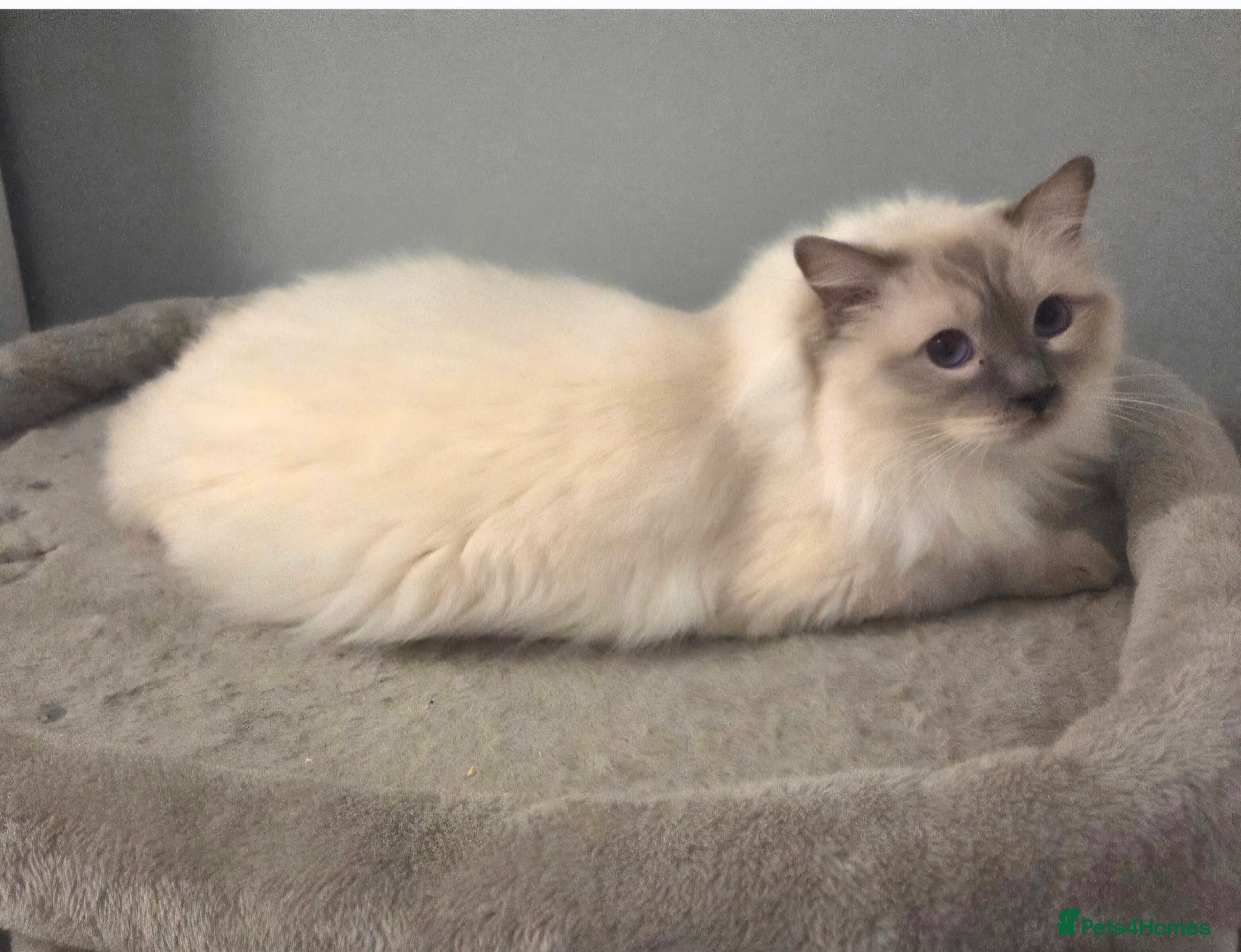 Ragdoll cats GCCF Lilac Point Ragdoll Stud Proven - Advert 1
