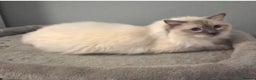 Ragdoll cats for stud: GCCF Lilac Point Ragdoll Stud Proven - Advert 2
