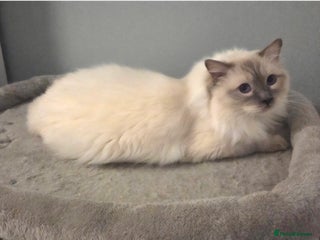 Ragdoll cats GCCF Lilac Point Ragdoll Stud Proven - Advert 1