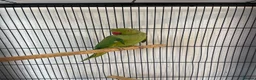 Ringnecks birds for sale: Ringneck parrot and set up. in Bournemouth - Advert 3