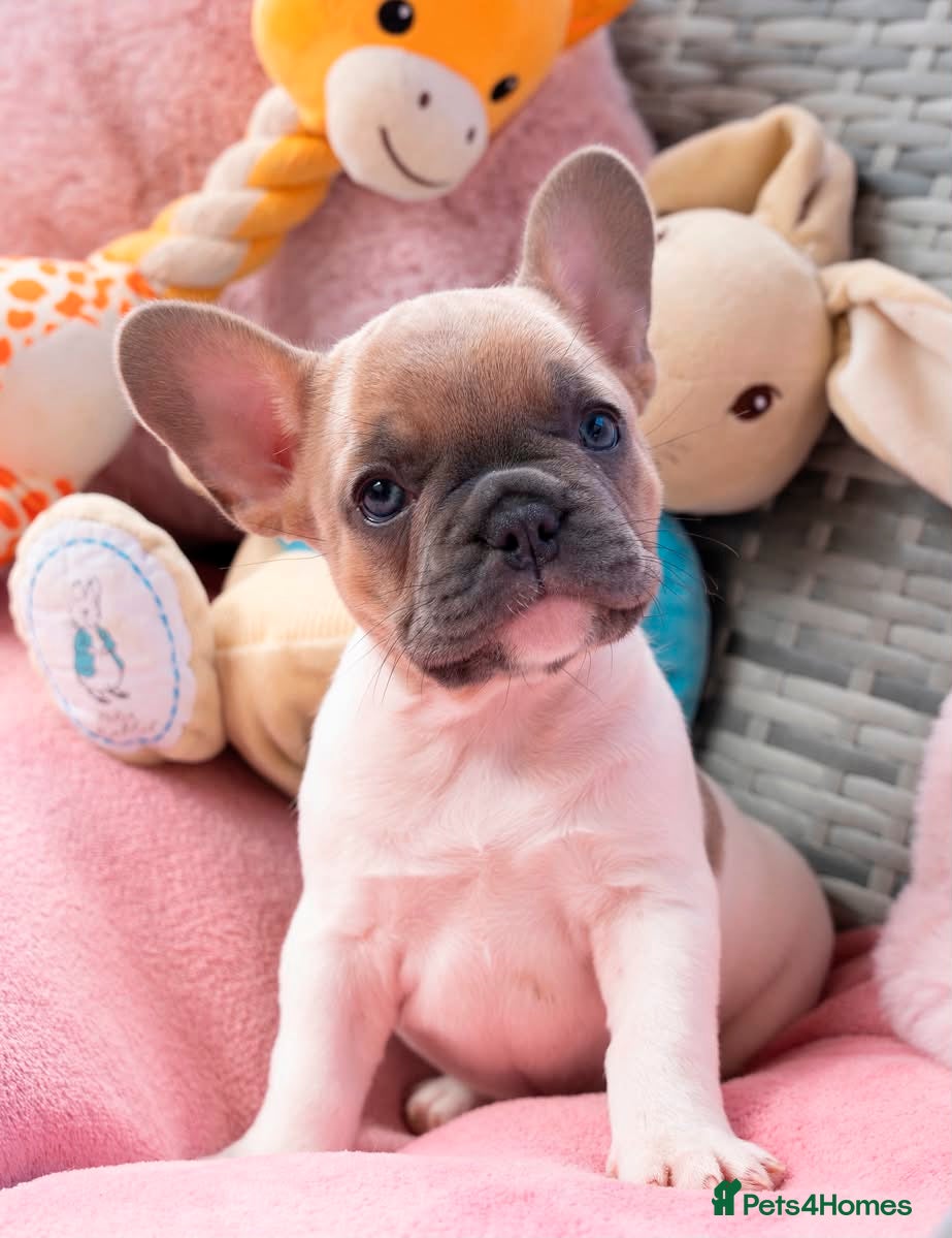 French Bulldog dogs for sale: Stunning litter of pied French bulldogs - Advert 18