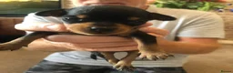 Miniature Pinscher dogs for sale: Kc miniature pinschers 2 boys 4 girls in Darlington - Advert 4