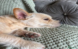 Mixed Breed dogs for sale: Reluctant re home/sale! - Image 3