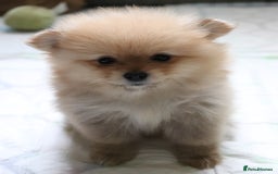 Pomeranian dogs for sale: Purebred Pomeranian Pups Raised with Love in LDN - Image 25