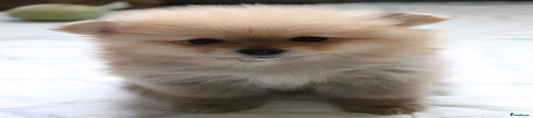 Pomeranian Puppy C