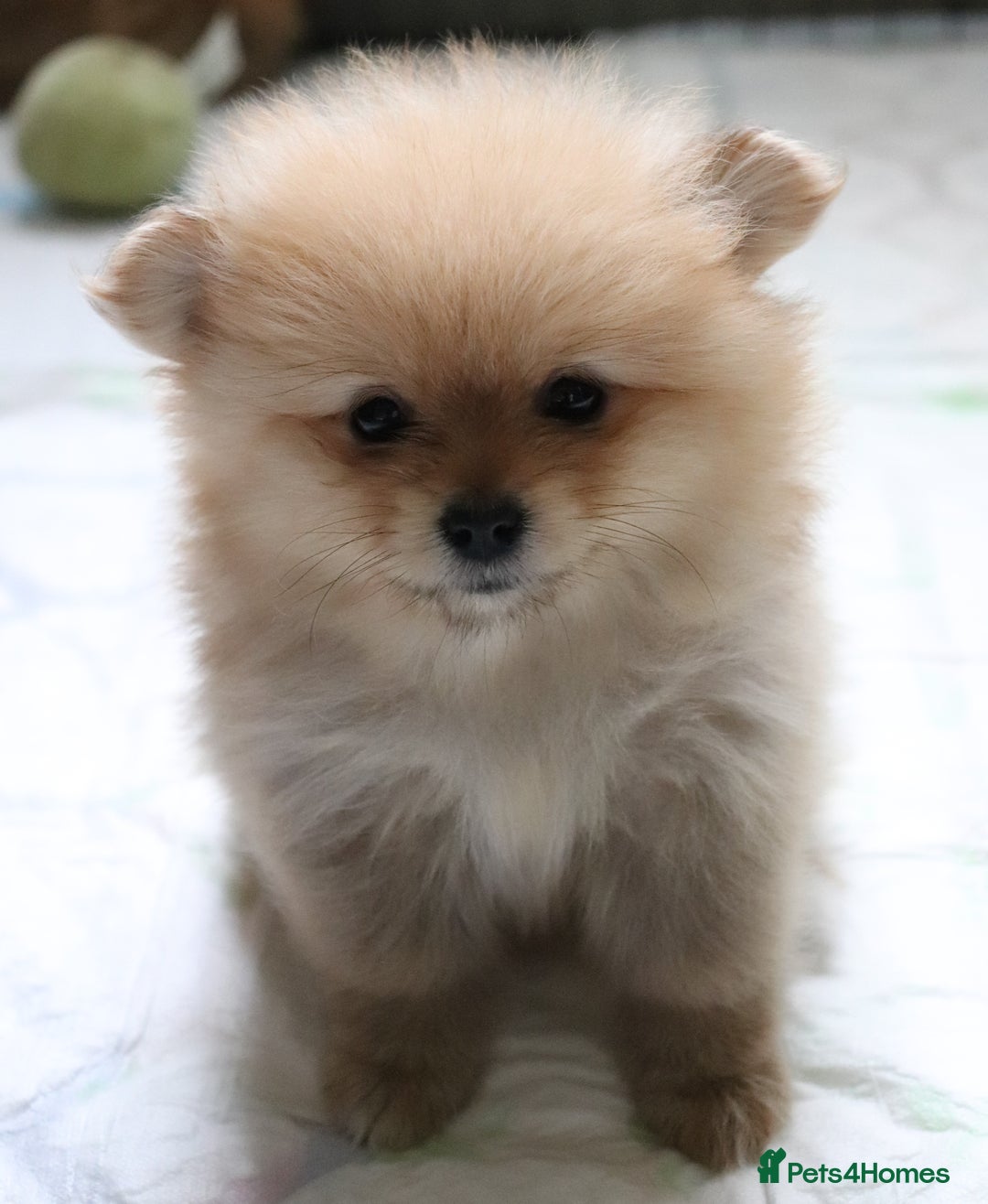 Pomeranian dogs for sale: Purebred Pomeranian Pups Raised with Love in LDN - Image 25