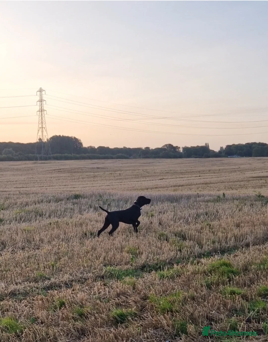 German Shorthaired Pointer dogs for stud: Proven sire full KC Reg GSP 5th Generation in Liverpool - Advert 9