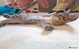 Mixed Breed cats for sale: Kittens available  - Image 9