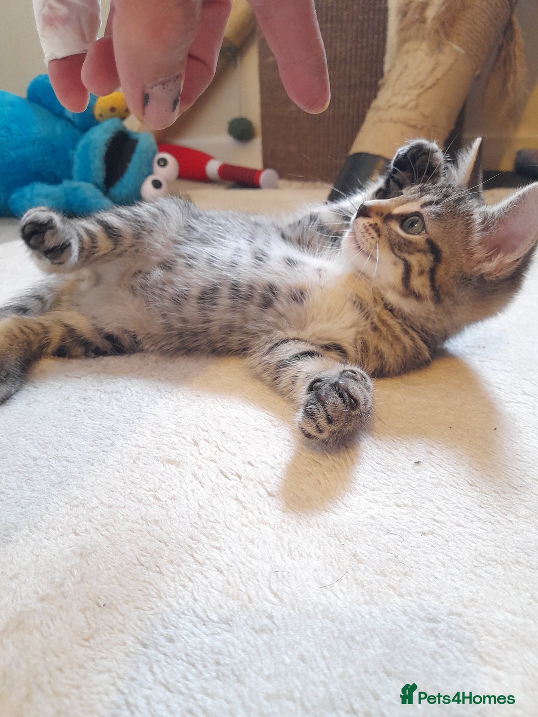 Mixed Breed cats for sale: Kittens available  - Image 9