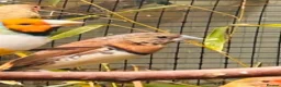 Finches birds for sale: Zebra finch, Bengalese, chestnut breasted manakin  - Advert 3