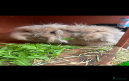 Mini Lion Lop rabbits for sale: Bonded lion lops looking for loving home  - Image 6