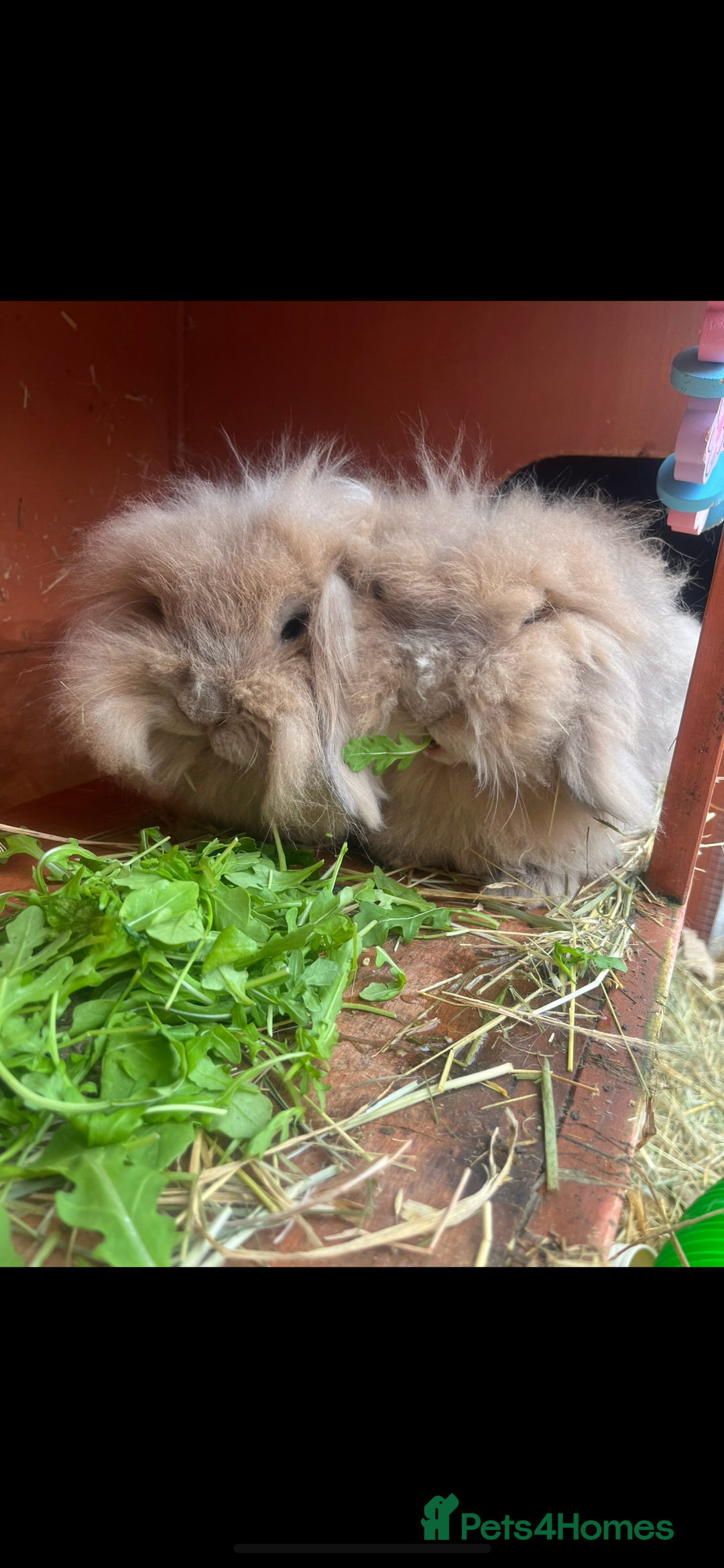 Mini Lion Lop rabbits for sale: Bonded lion lops looking for loving home  - Image 6