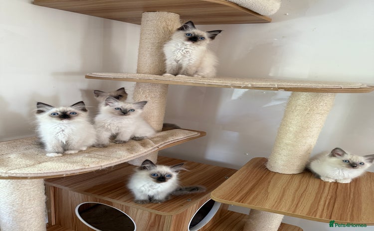 Ragdoll cats - Advert 11