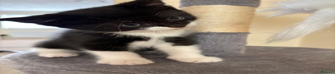 Pop