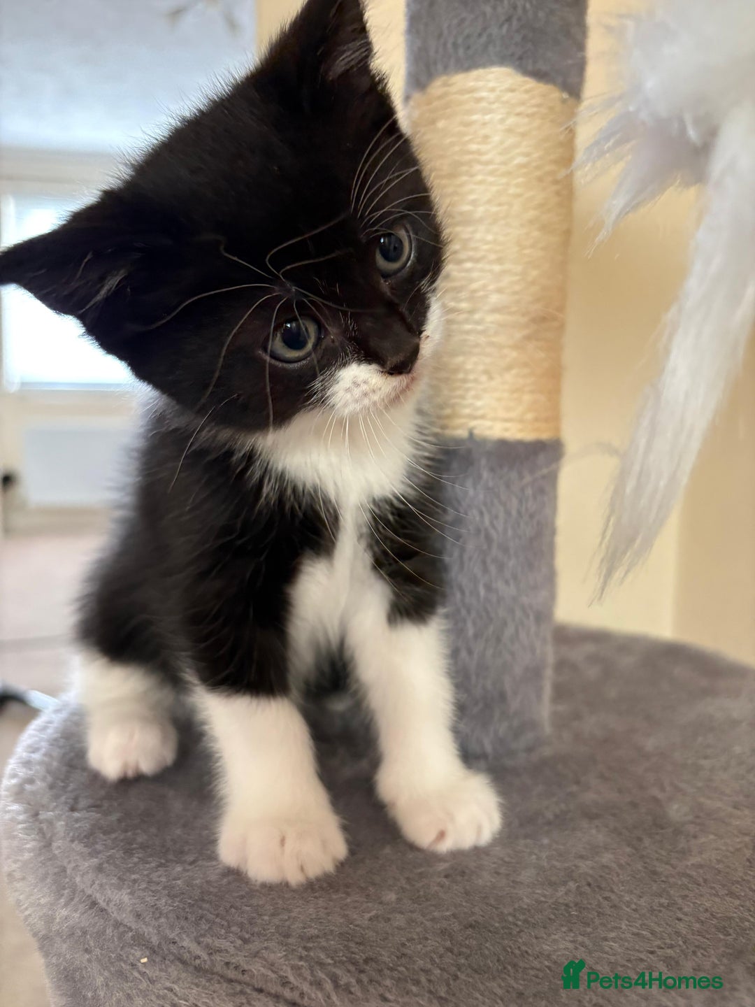 Domestic Shorthair cats for sale: Black and White Fluffy Kittens - Image 6