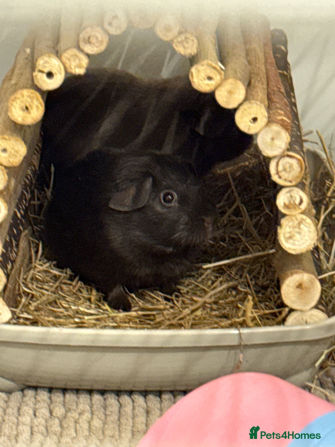 Guinea Pig rodents for sale: 2 Guinea Pigs for sale - boars. - Image 3
