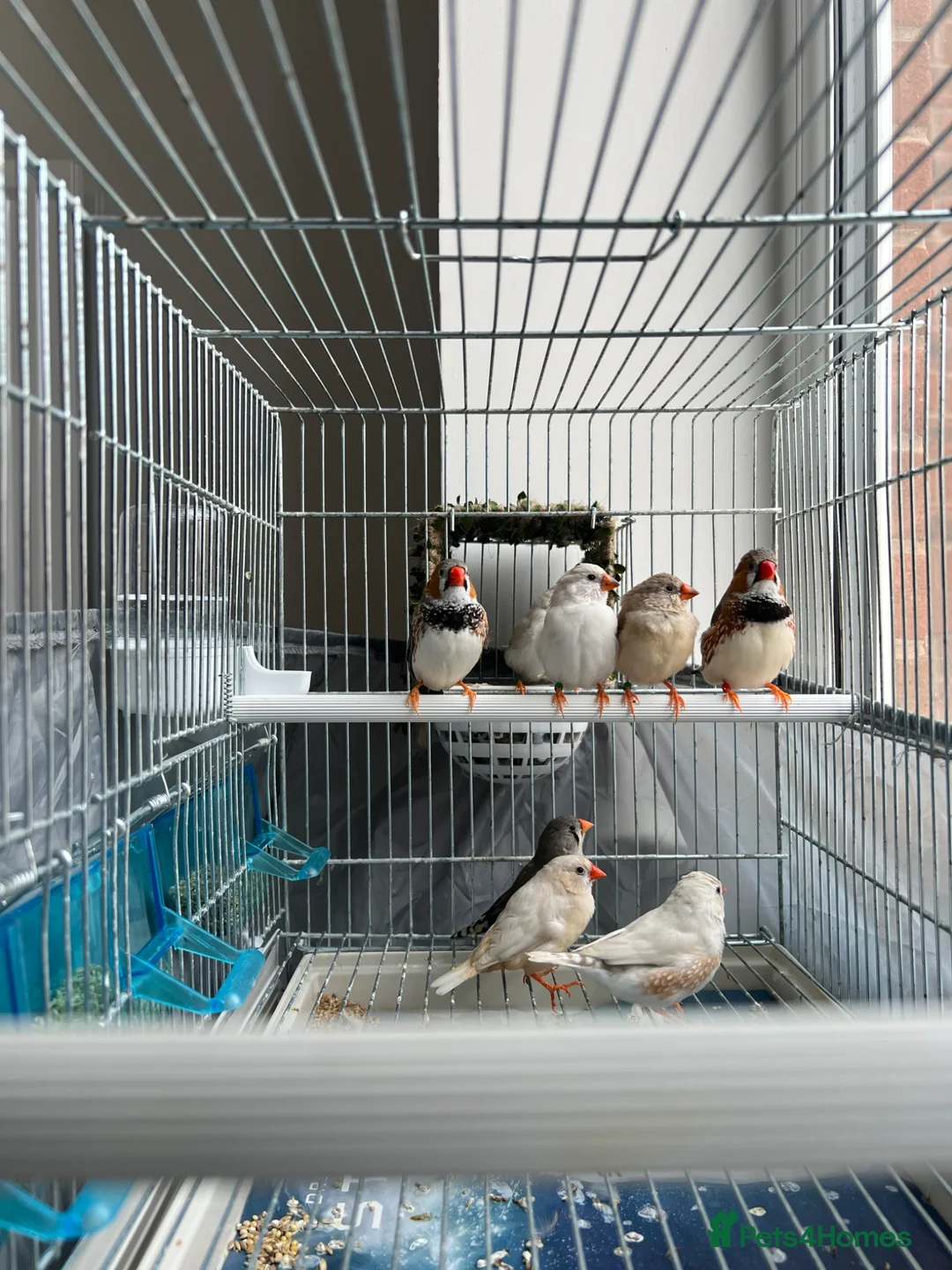 Finches birds for sale: Zebra finches in Banbury - Advert 2