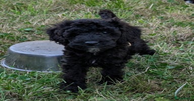 Cockapoo dogs - Advert 13