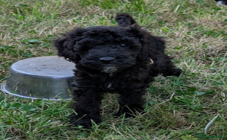 Cockapoo dogs - Advert 9