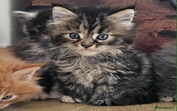 Maine Coon cats for sale: Champion Line Maine Coons –Rare, Fluffy, Gorgeous! - Image 6