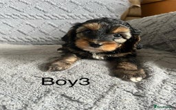 Mixed Breed dogs for sale: Poodle x Biewer terrier boys  - Image 10