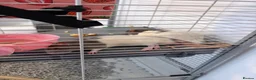 Rat rodents for sale: Male rats - Advert 6