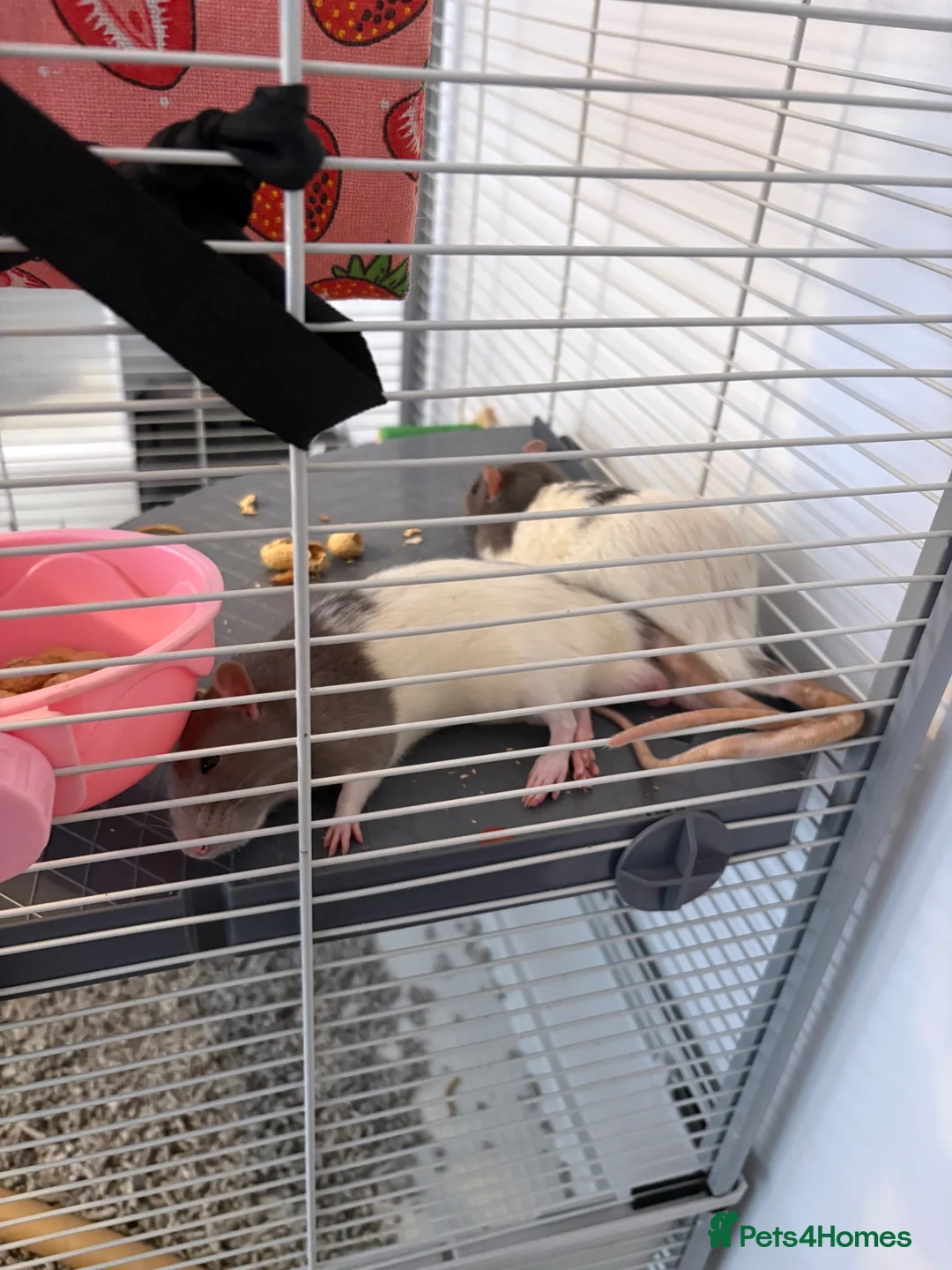 Rat rodents for sale: Male rats - Advert 6