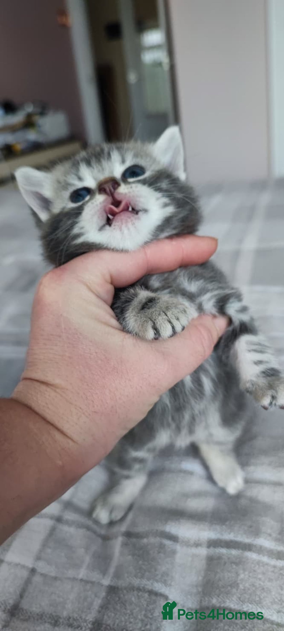 British Shorthair cats for sale: ✨4 Pure BSH Tabby kittens✨ - Advert 4