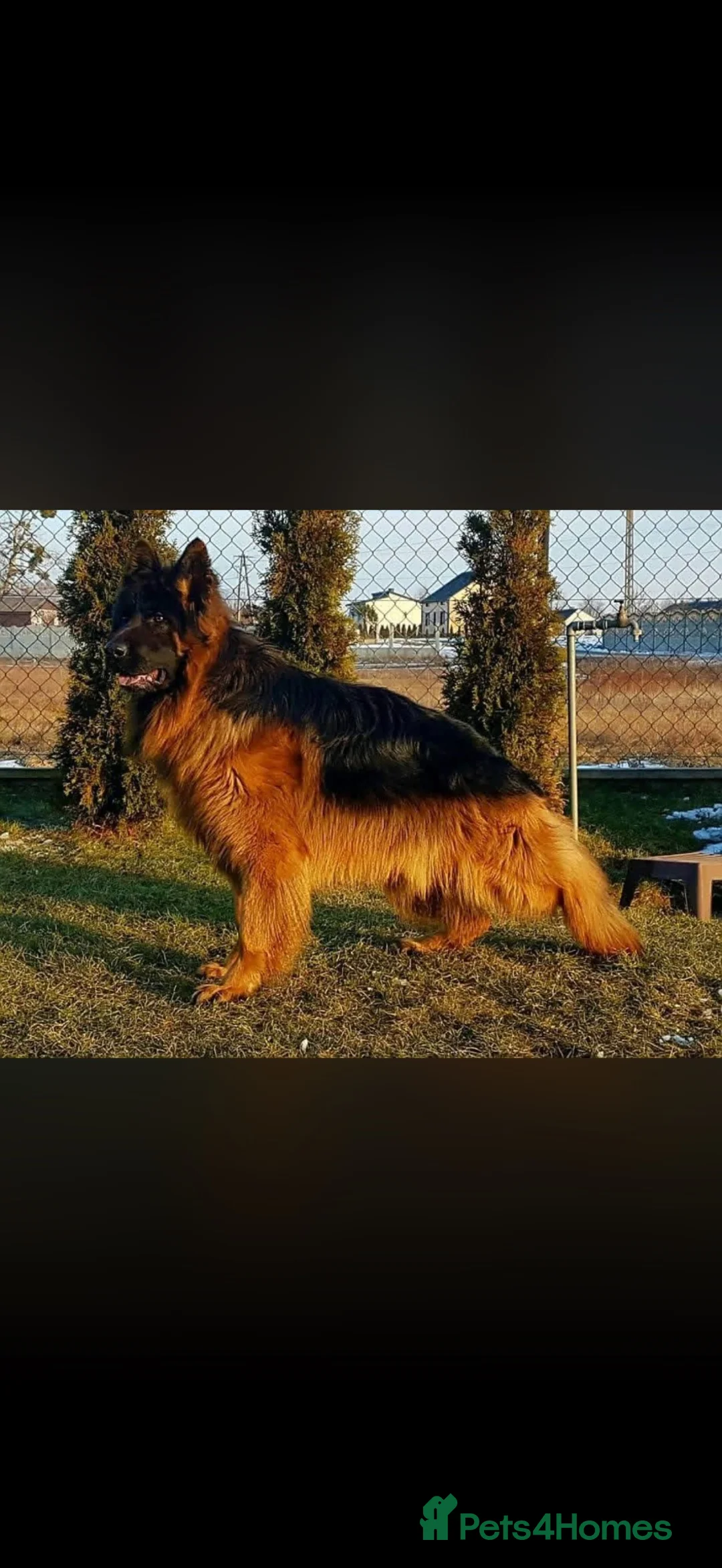 German Shepherd dogs for sale: George is  looking for his forever home .  - Advert 2