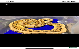 Python Snake reptiles for sale: Royal python females looking for new home - Image 12