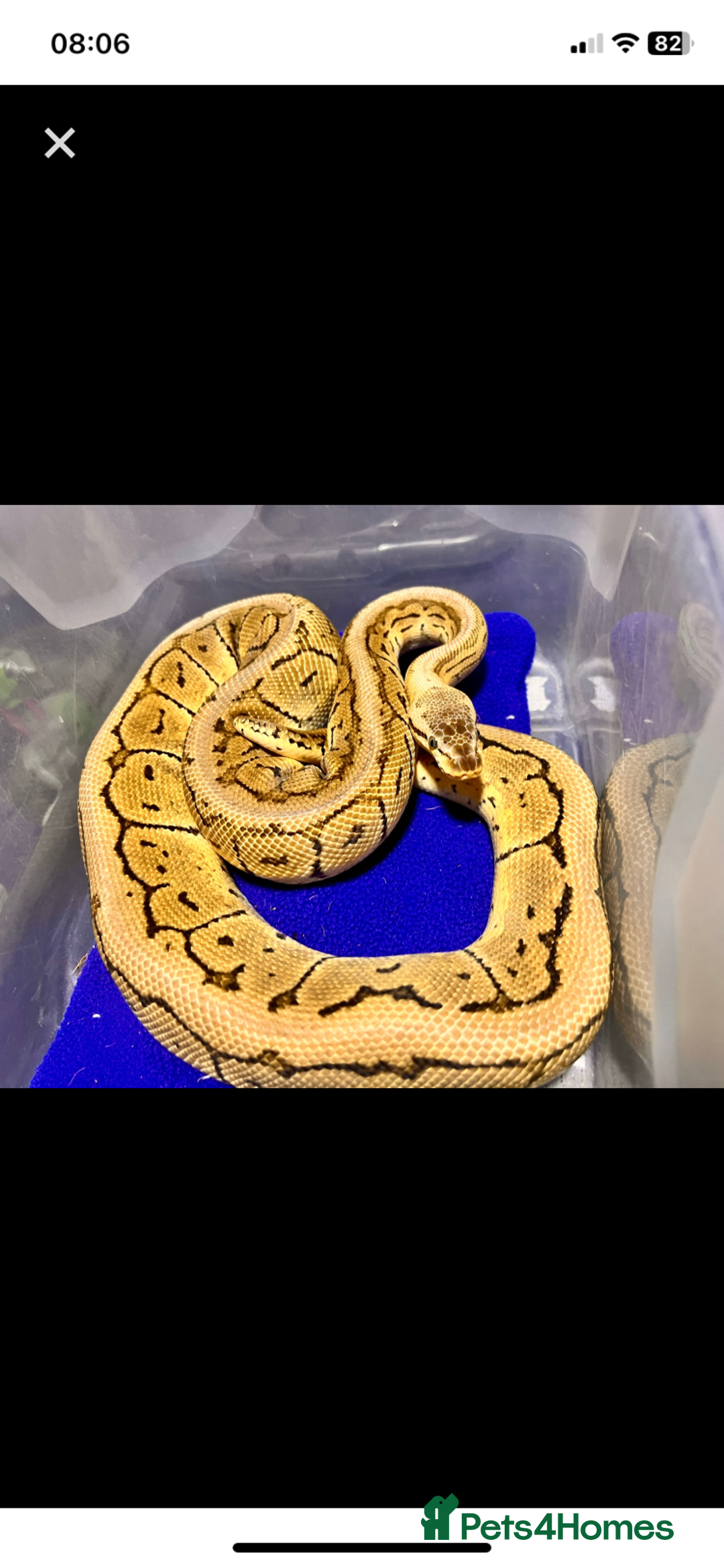 Python Snake reptiles for sale: Royal python females looking for new home - Image 12