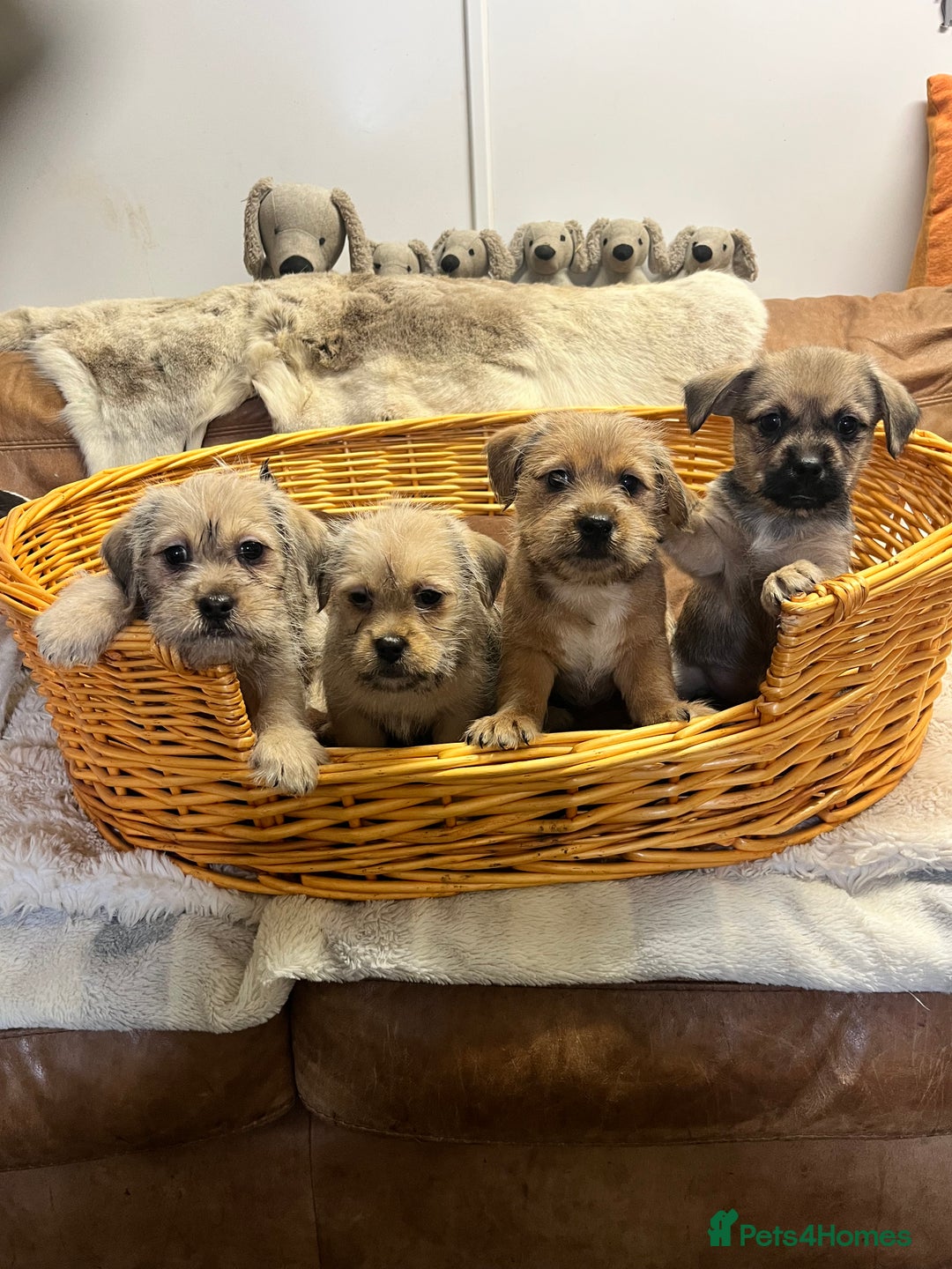Jack Russell dogs for sale: super cuties Jack Russells  - Image 4
