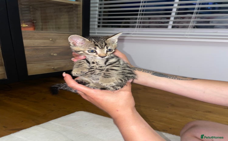 Bengal cats - Advert 4