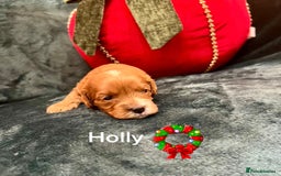 Cavapoo dogs for sale: ✨Beautiful Toy Cavapoo Puppies KC Reg parents✨ - Advert 8