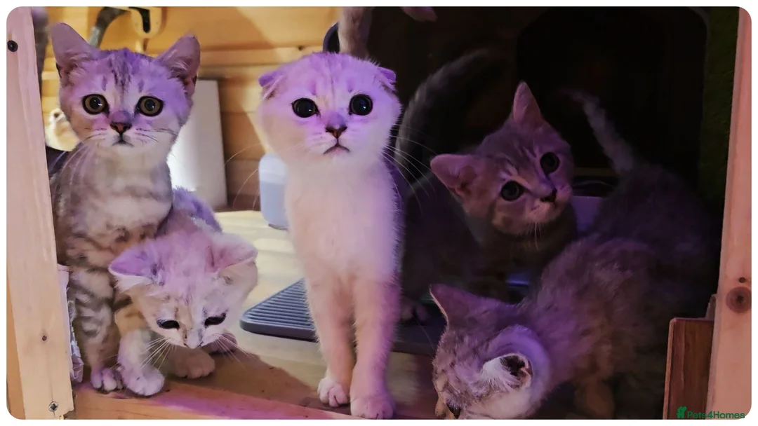 Scottish Fold cats for sale: 🐱 Scottish Fold & Scottish Straight Kittens - Advert 1