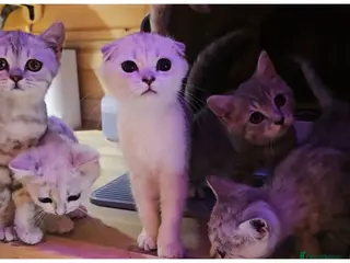 Scottish Fold cats 🐱 Scottish Fold & Scottish Straight Kittens - Advert 4