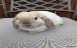 Mini Lop rabbits for sale: Mini lops baby rabbits for sale  - Image 2