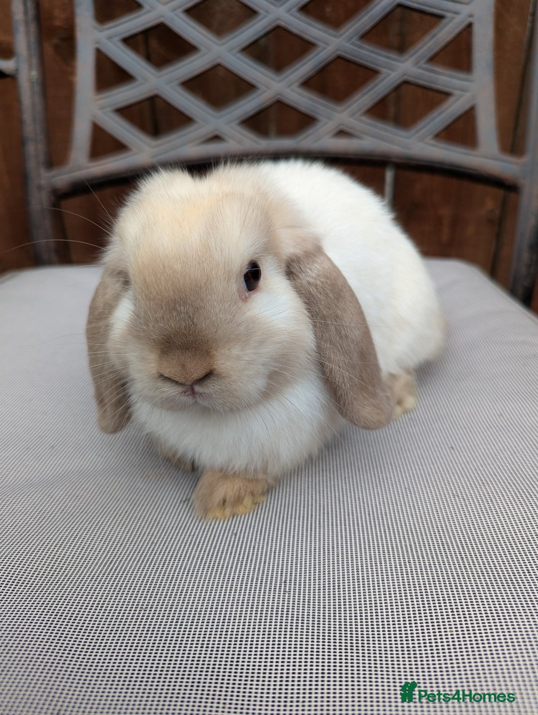 Mini Lop rabbits for sale: Mini lops baby rabbits for sale  - Image 2
