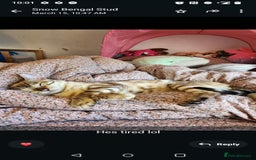 Mixed Breed cats for sale: Abyssinian x Snow Bengal  - Image 14