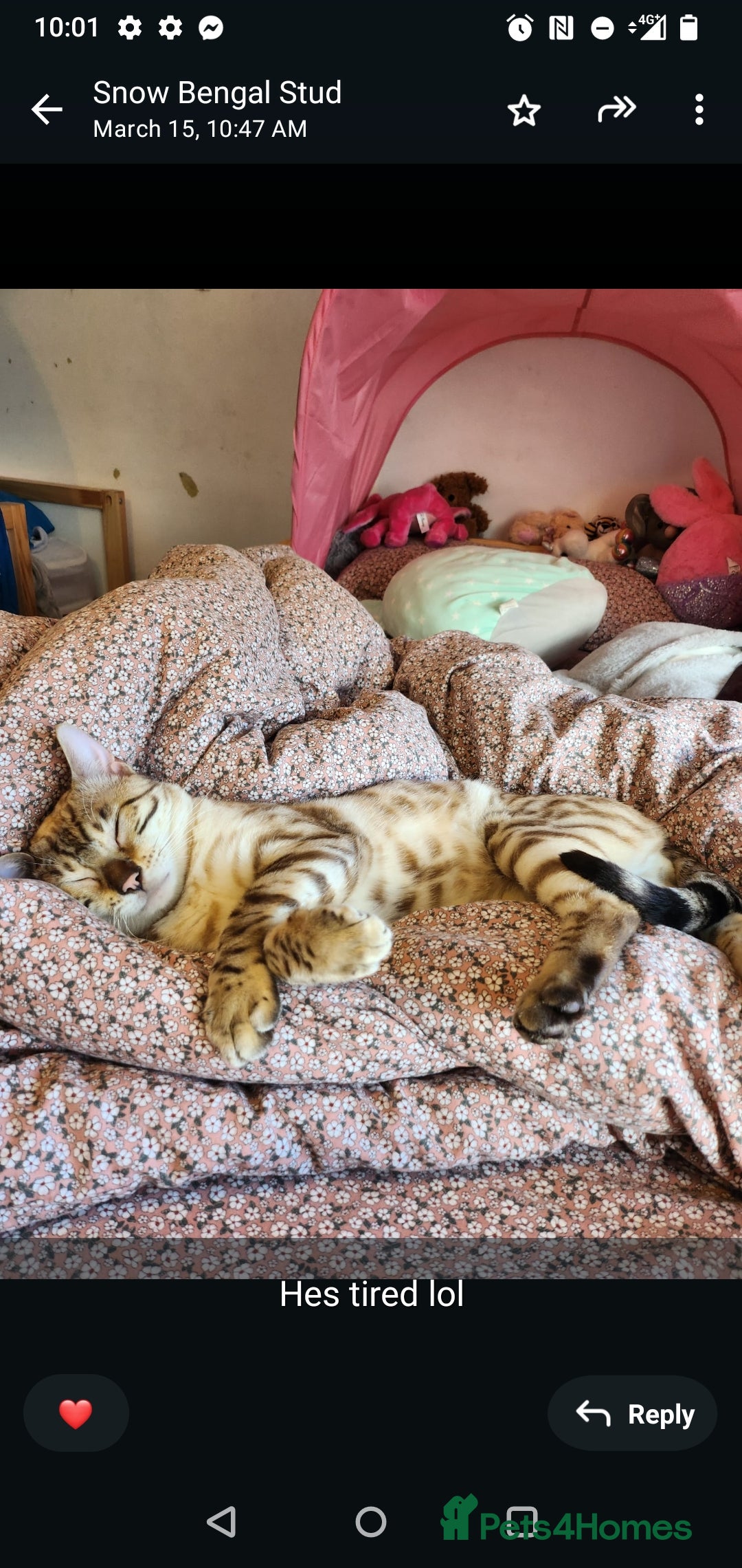 Mixed Breed cats for sale: Abyssinian x Snow Bengal  - Image 14