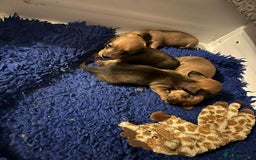 Miniature Dachshund dogs for sale: Miniature smooth haired dachshund puppies - Image 16
