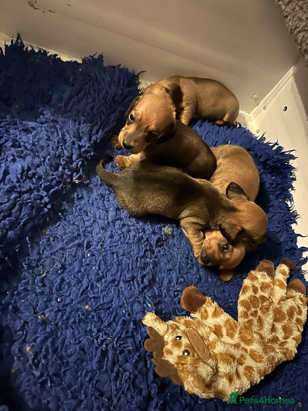 Miniature Dachshund dogs for sale: Miniature smooth haired dachshund puppies - Image 16