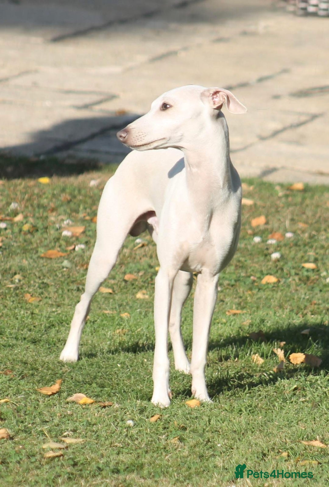 Italian Greyhound dogs for sale: KC Reg Italian Greyhound only 1 available - Advert 16