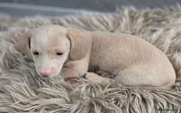 Miniature Dachshund dogs for sale: Miniature cream dachshund - Image 28