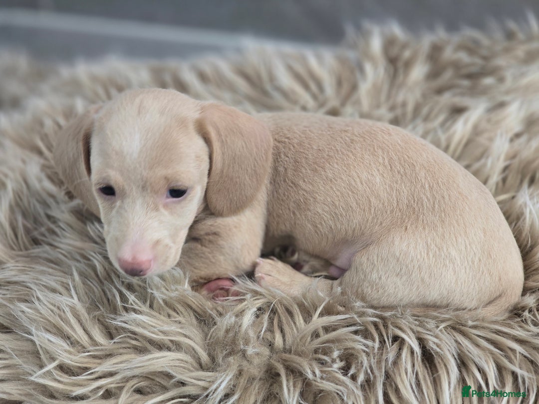 Miniature Dachshund dogs for sale: Miniature cream dachshund - Image 28