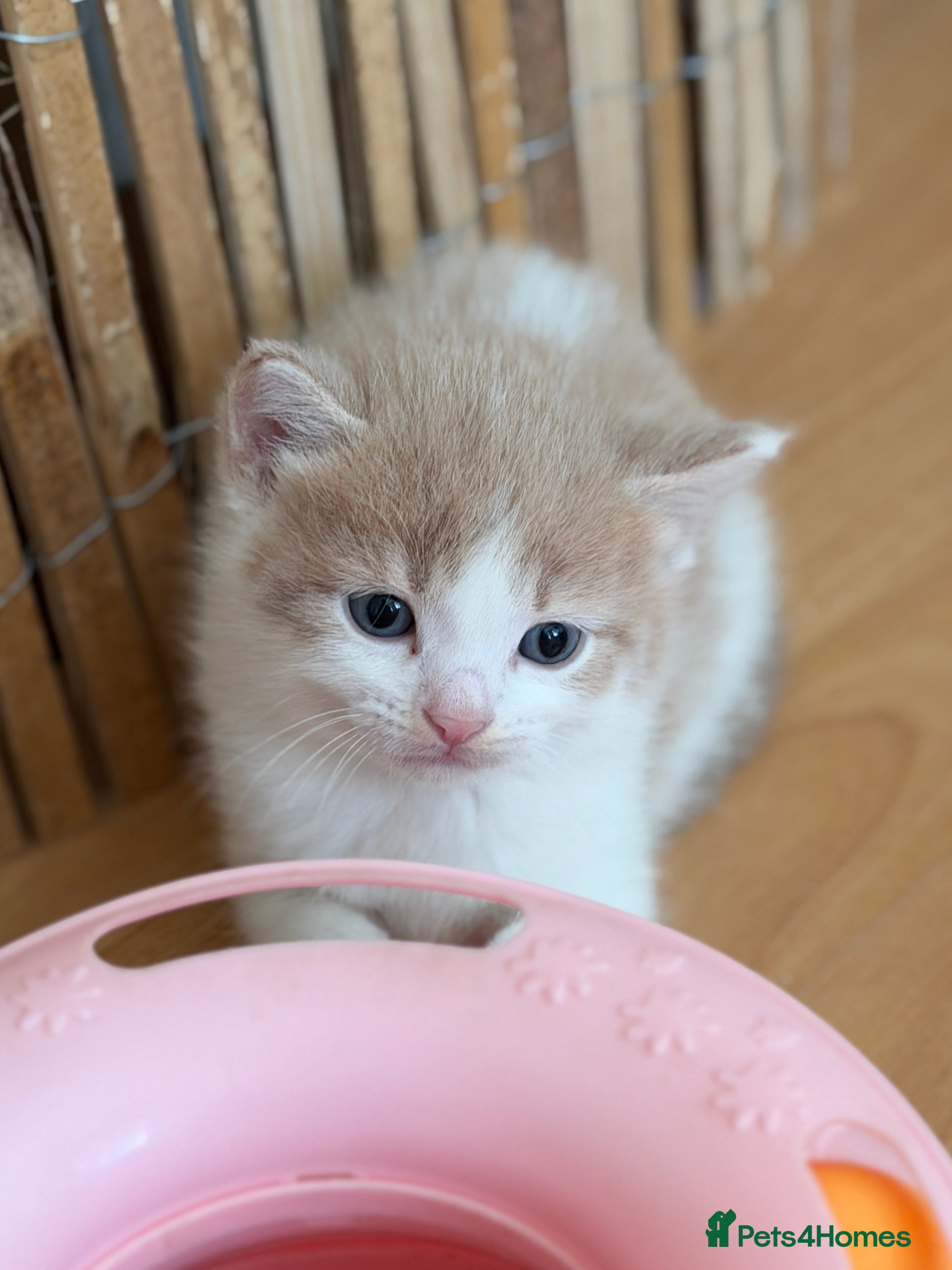 British Shorthair cats Looking for new home!!! - Advert 1