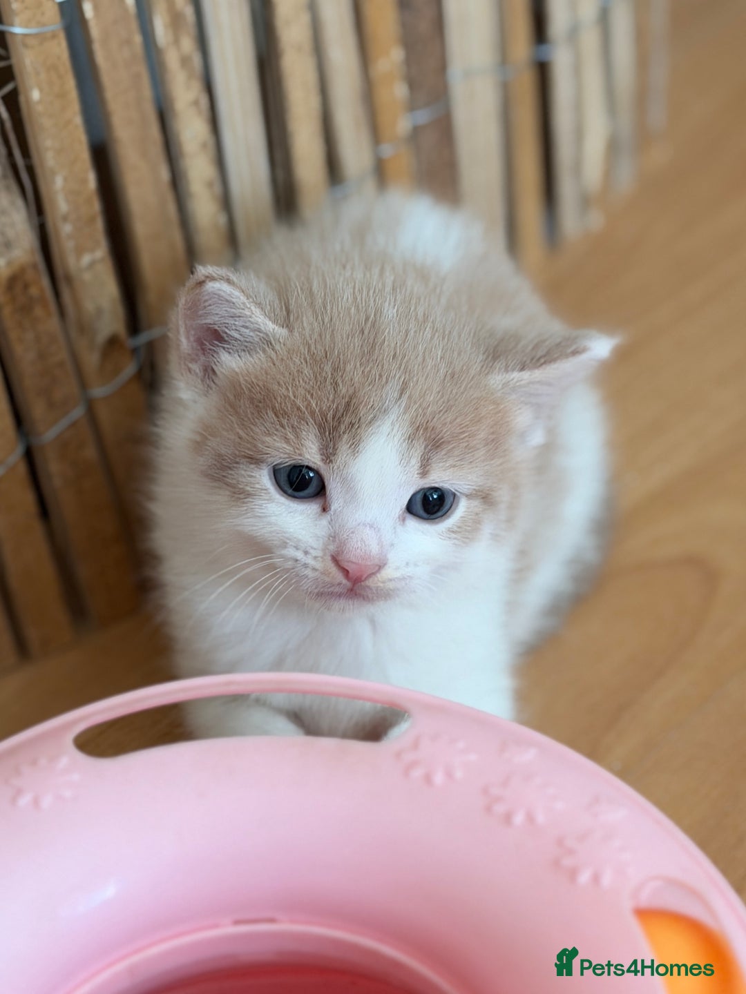 British Shorthair cats for sale: Looking for new home!!! - Advert 1