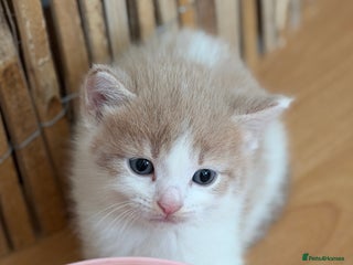 British Shorthair cats Looking for new home!!! - Advert 1