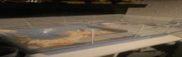 Hamster rodents for sale: Dwarf hamster  - Advert 3